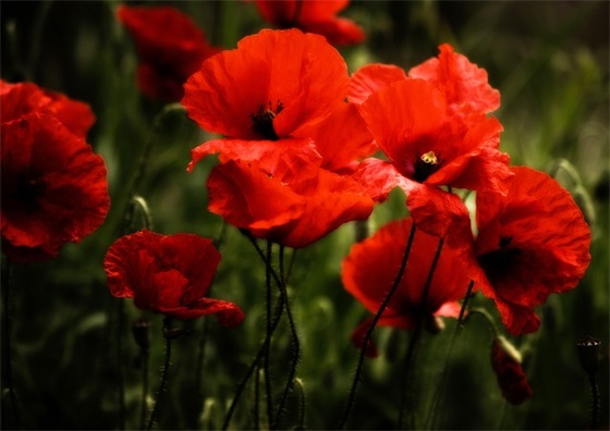 带彭又带于的网名