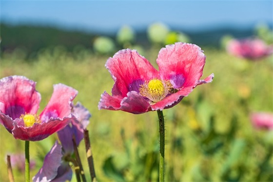 带粥的谐音梗网名