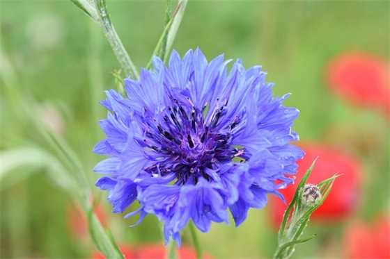 带粥的五字网名