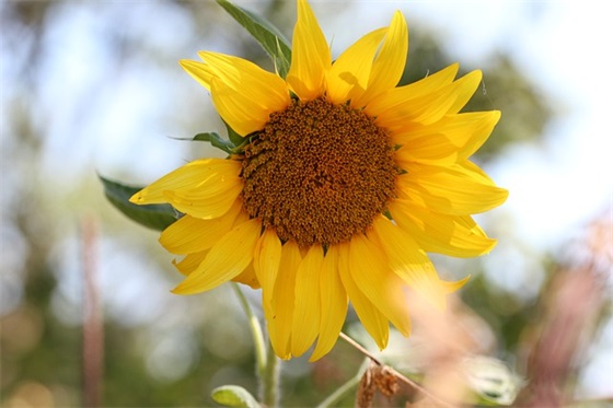 关于带多字的网名