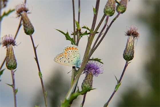 带中药名的好听网名女