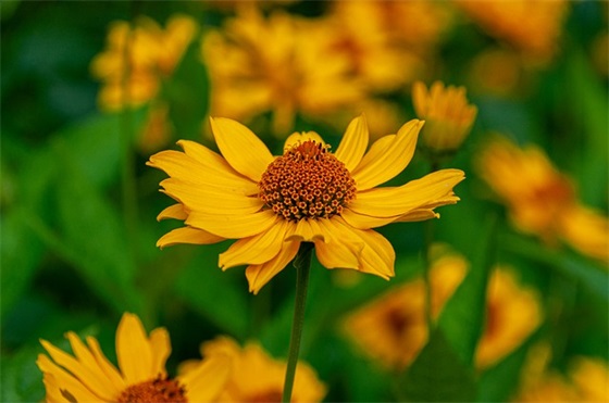 好听的网名带肉的字