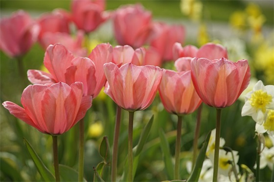 描写春天花开的优美句子