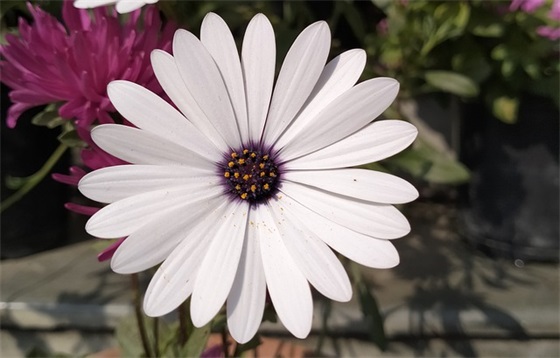 描写春天踏青的优美句子