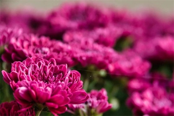 描写梅花的优美句子