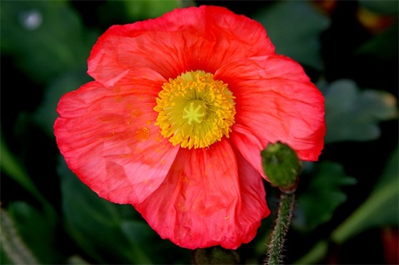 2025抗击疫情正能量句子 西安加油