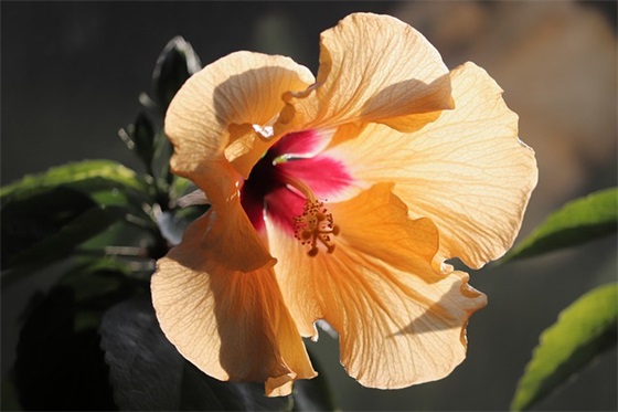 描写冬天的美景句子