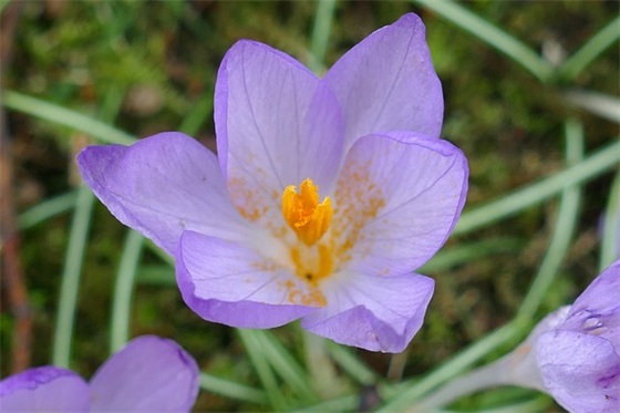 元宵节作文100字范例6篇