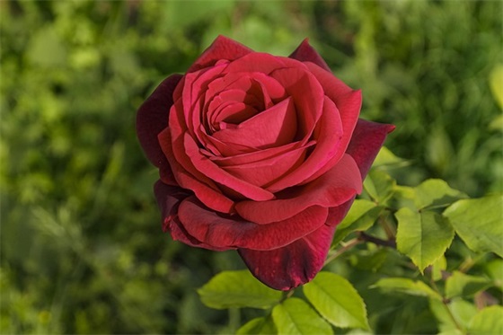 工程项目管理论文