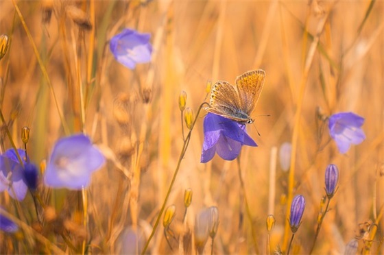 高中生的研究性学习报告