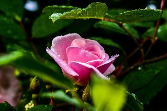 一听就困的睡前故事