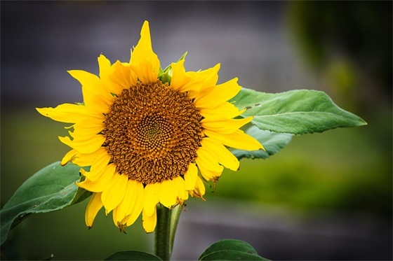 马年八字对联带横批