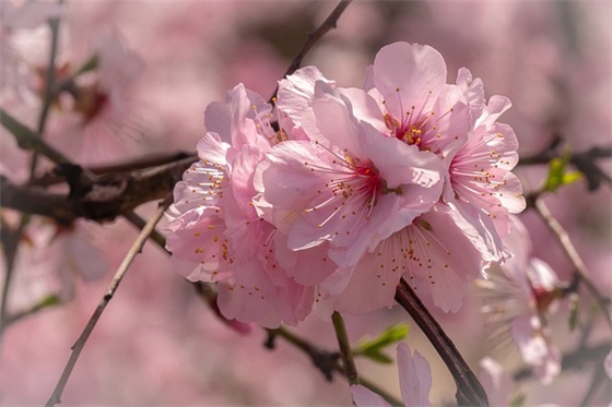 正定古城导游词