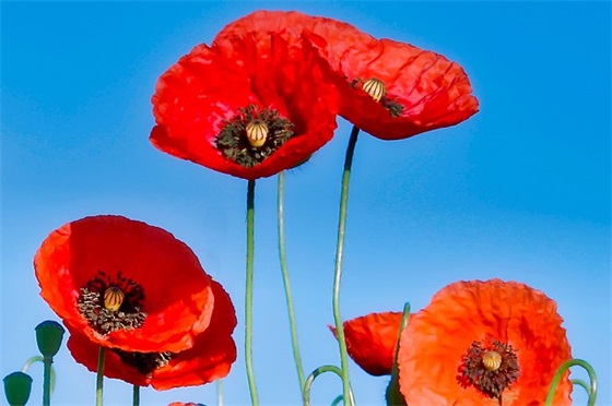 发财树的养护方法