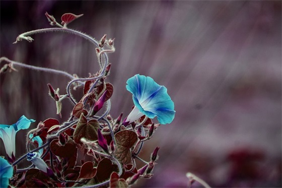 六安瓜片茶叶怎么样 六安瓜片 那个牌子 六安瓜片品质最佳的是