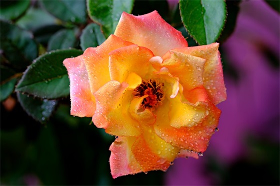 广场舞《你是我的玫瑰花》动作分解视频教程，该怎么跳才最美？广场舞广场舞作为一