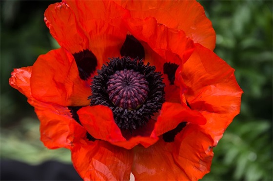 锅仔羊排要怎么做好吃？锅仔羊排要哪些材料？如何做锅仔羊排