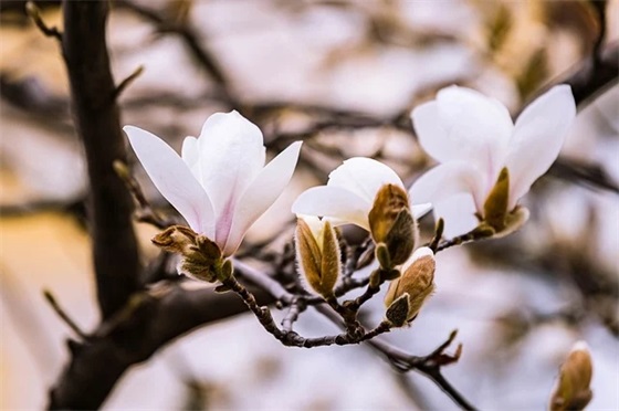 早早孕试纸显示什么颜色的横杠就是怀孕了啊？我早上起来尿出来是像红茶样的不知怎