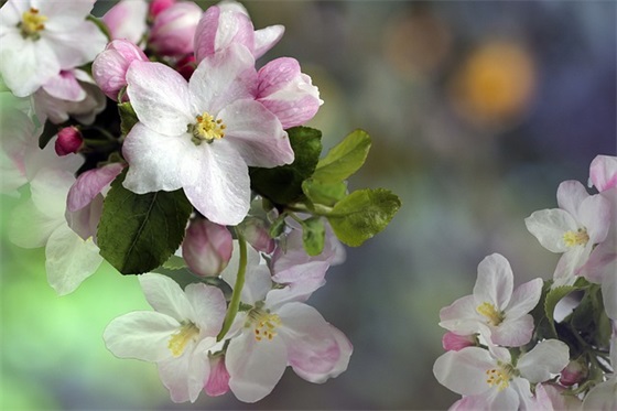 荞麦面粉怎么做好吃