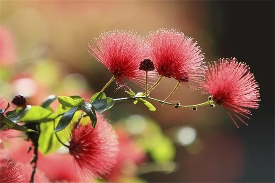 一岁男宝的生日寄语-71句