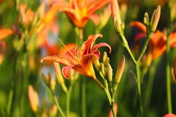 父母寄语精选一句话-62句