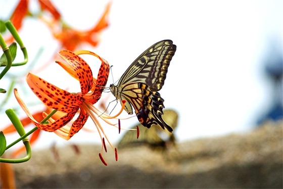 刚进一年级家长对孩子的寄语-57句