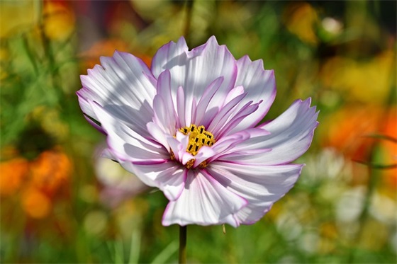 家长对孩子的毕业寄语小学-64句