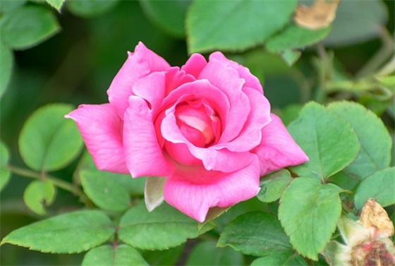 新学期父母对孩子的期望寄语-56句