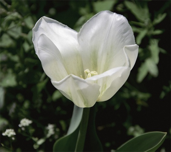 宝宝一周岁寄语简短八个字-100句