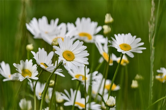 初三中考100天家长寄语-78句