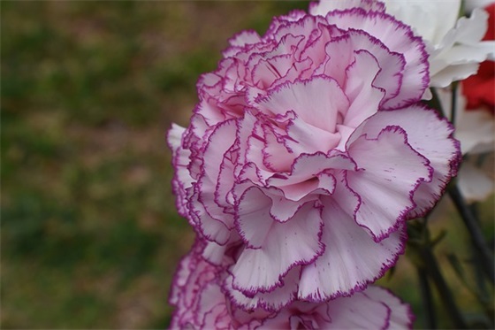 一年级家长新学期寄语-54句