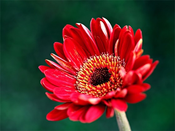 一年级家长写寄语-58句