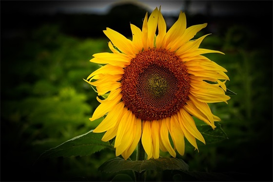 廉洁从政寄语 【廉洁寄语最新2025】