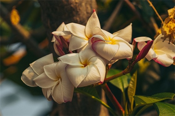 妈妈对大班幼儿毕业的寄语-59句