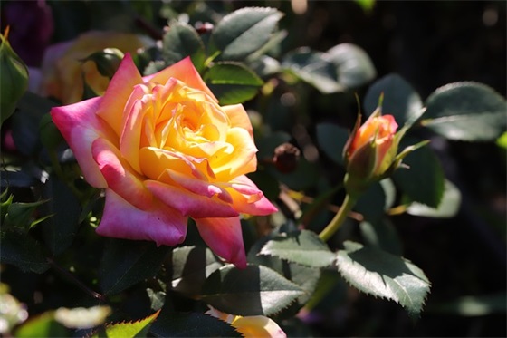 小学期末班主任寄语简短有内涵-51句