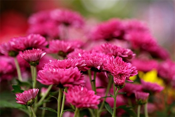 老师给初中女生的寄语-55句