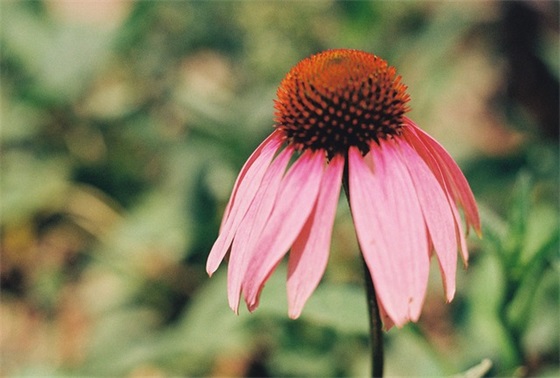 老师给初中女生的寄语-55句