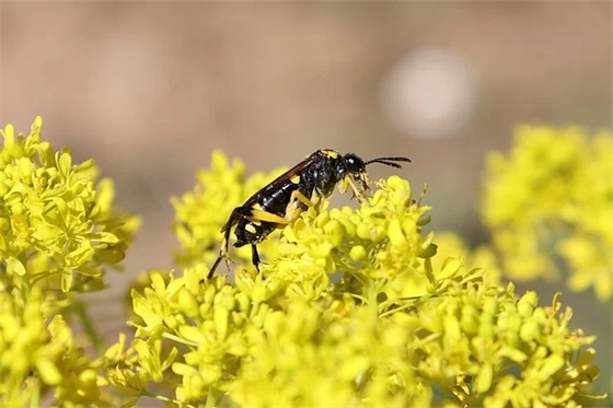 小学生的寄语-55句