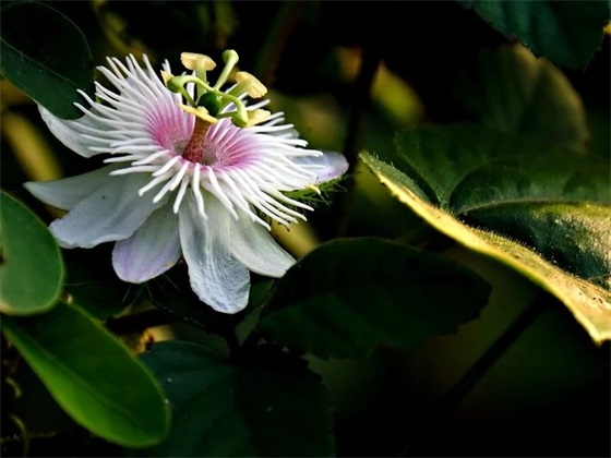 一句话搞笑寄语-50句