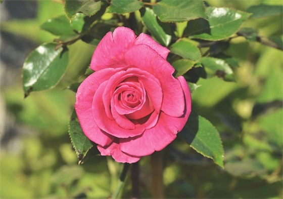 写给中考女儿的寄语-56句