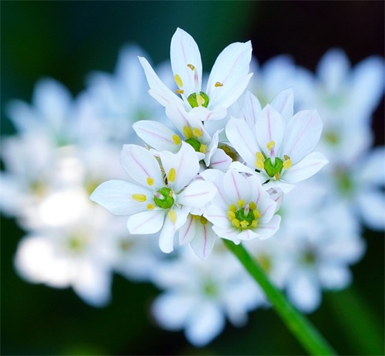 同学毕业祝福寄语-50句