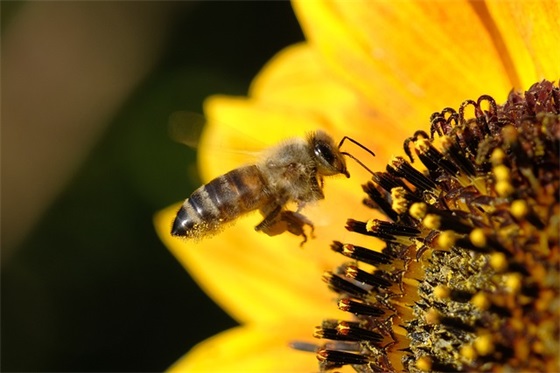 幼儿园大班毕业寄语孩子-44句