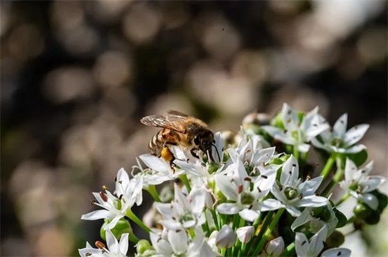 好听的网名带真字女的