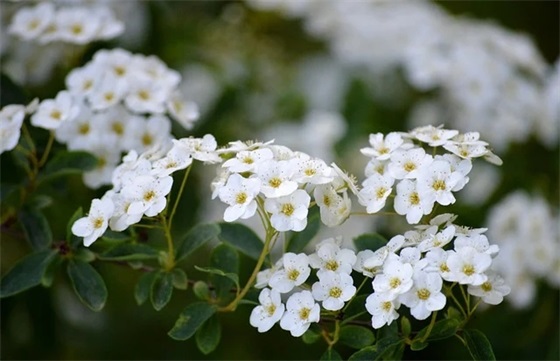 带街字的男生网名昵称