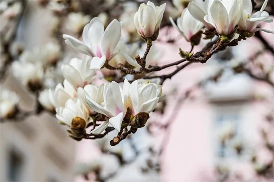 带愿的二字网名