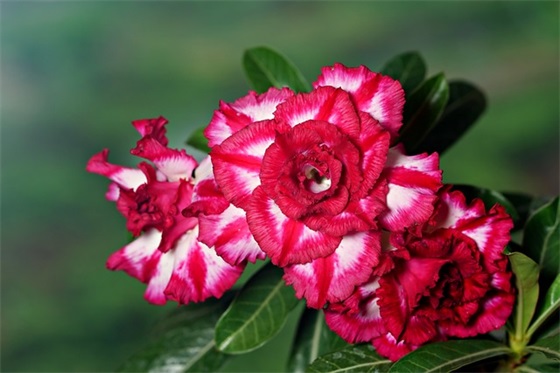 关于旅游的句子