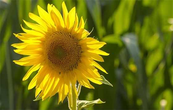 相关2025护士节的唯美语句 护士节的唯美句子