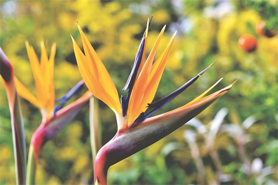 2026年精选元旦快乐的微信祝福语