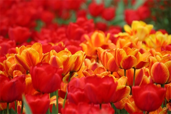 祝发财的祝福语2026 祝发财的祝福语