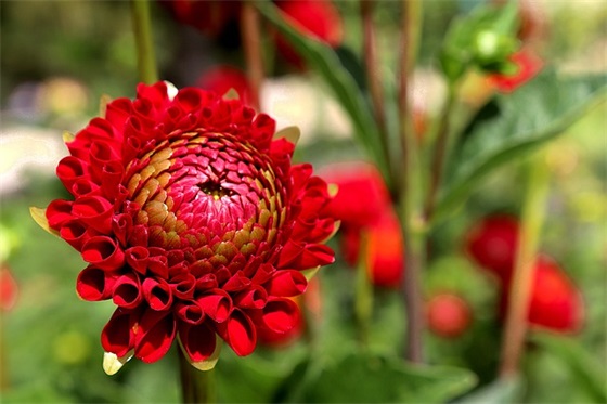 喜提新车的祝福句子 祝福老公喜提新车的句子